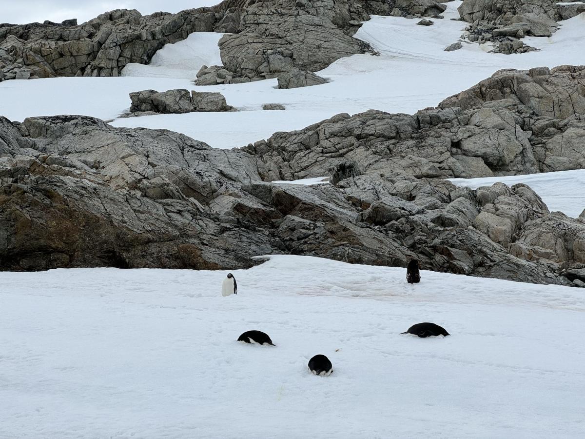 Penguins on Horseshoe Island, Antarctica