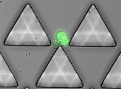 Cluster-Chip capturing cancer cell cluster